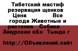 Тибетский мастиф резервация щенков › Цена ­ 100 000 - Все города Животные и растения » Собаки   . Амурская обл.,Тында г.